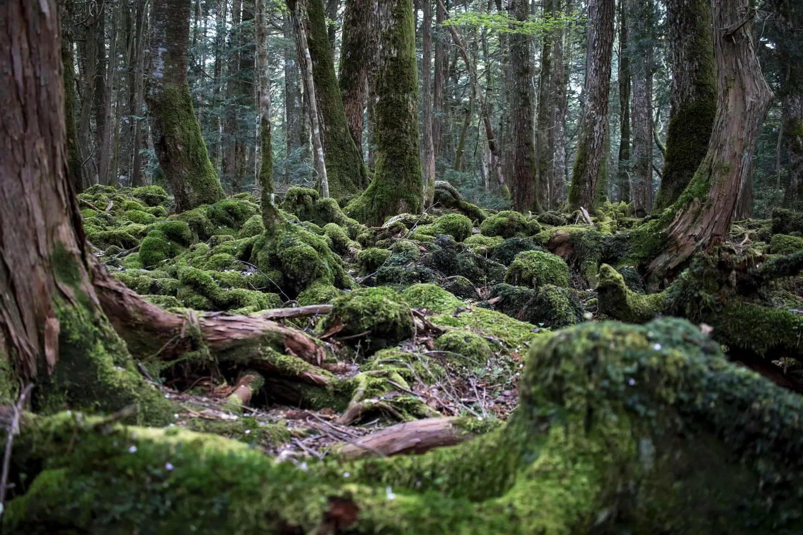 Moss and primeval forest inside the Sea of Trees