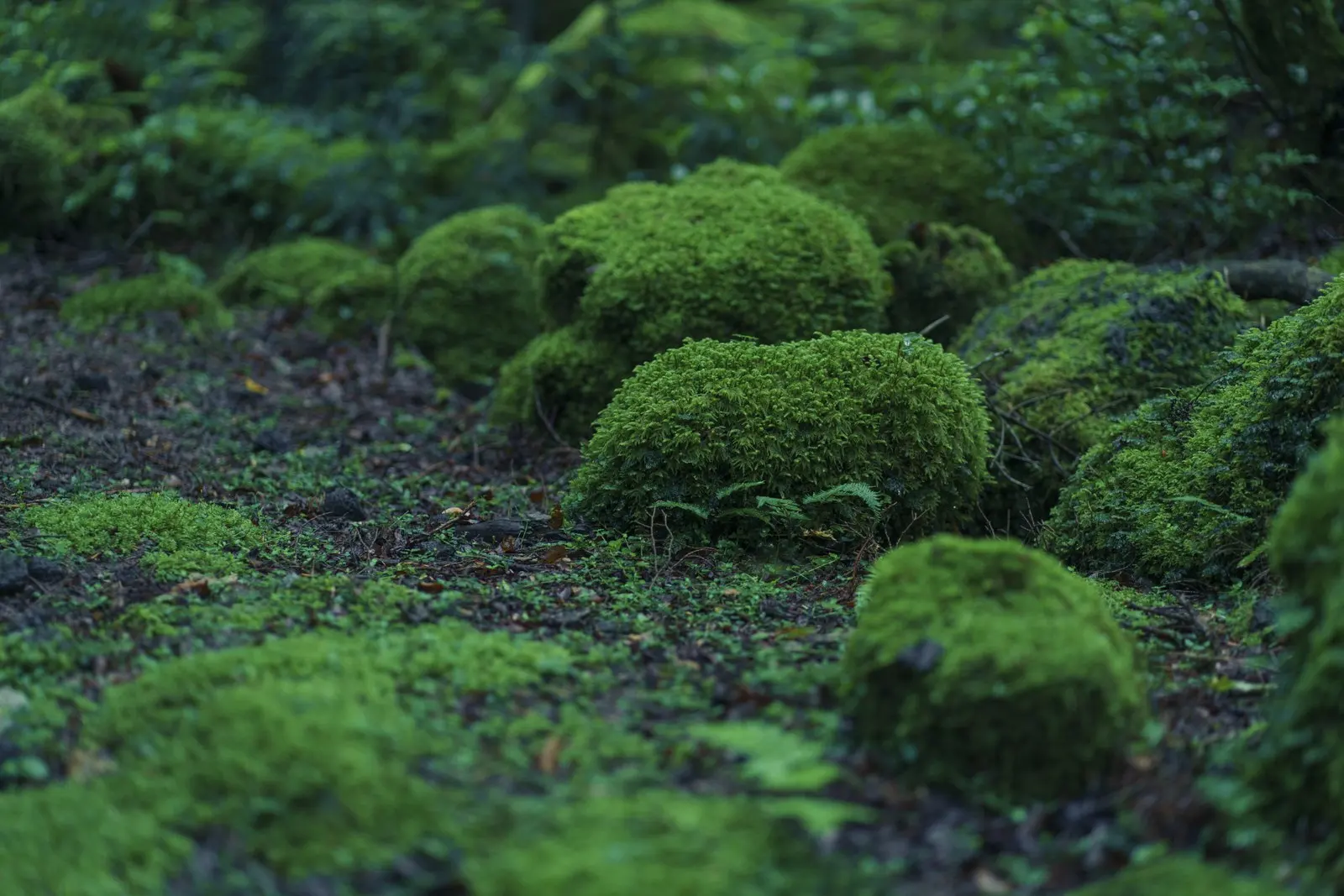 Moss and lava weaving the forest floor