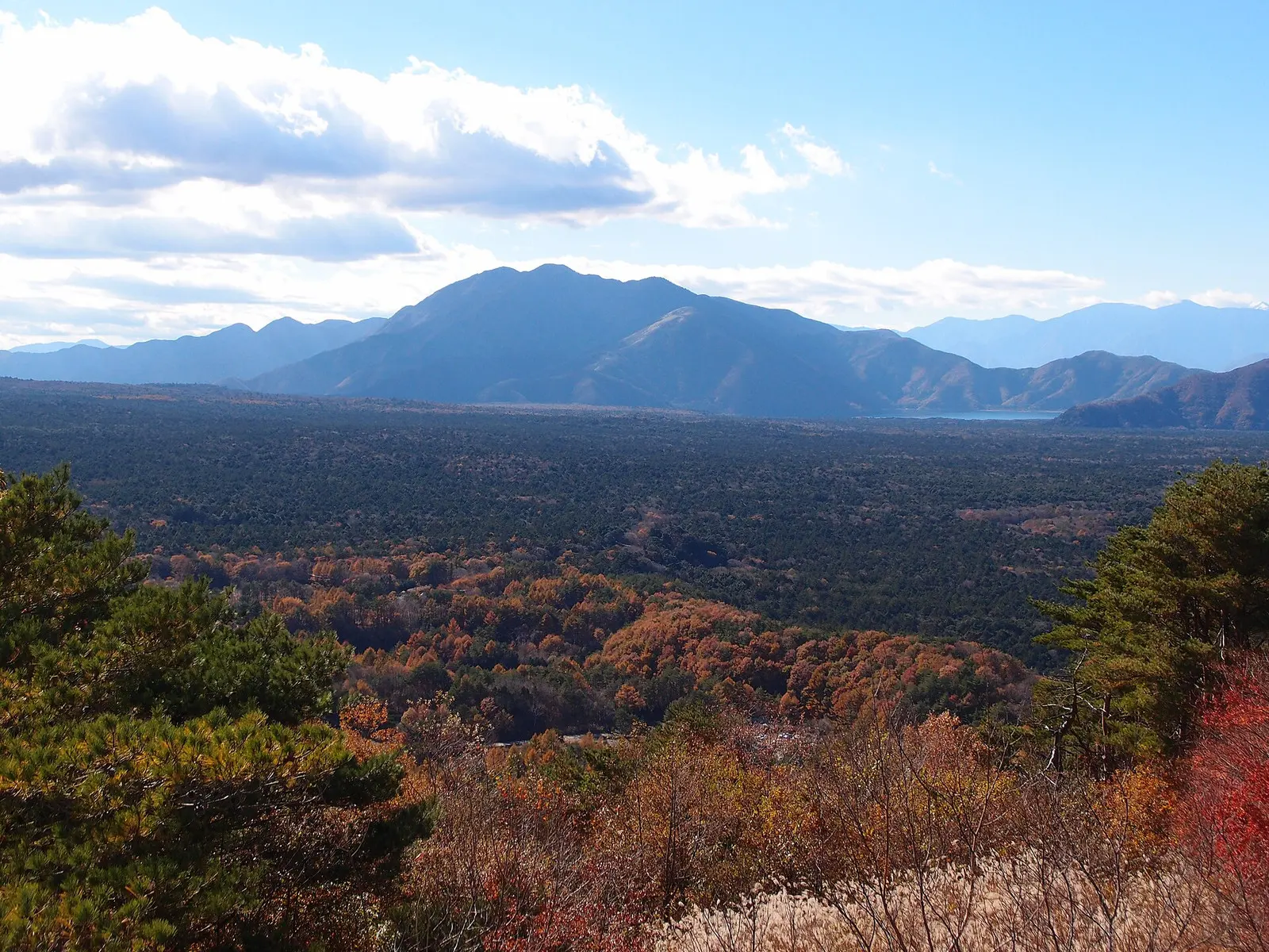 The sea of trees spreading across the lava plateau