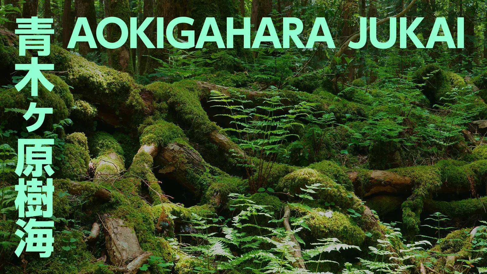 More Than the 'Suicide Forest' — Aokigahara, the Forest of Life a Volcano Built