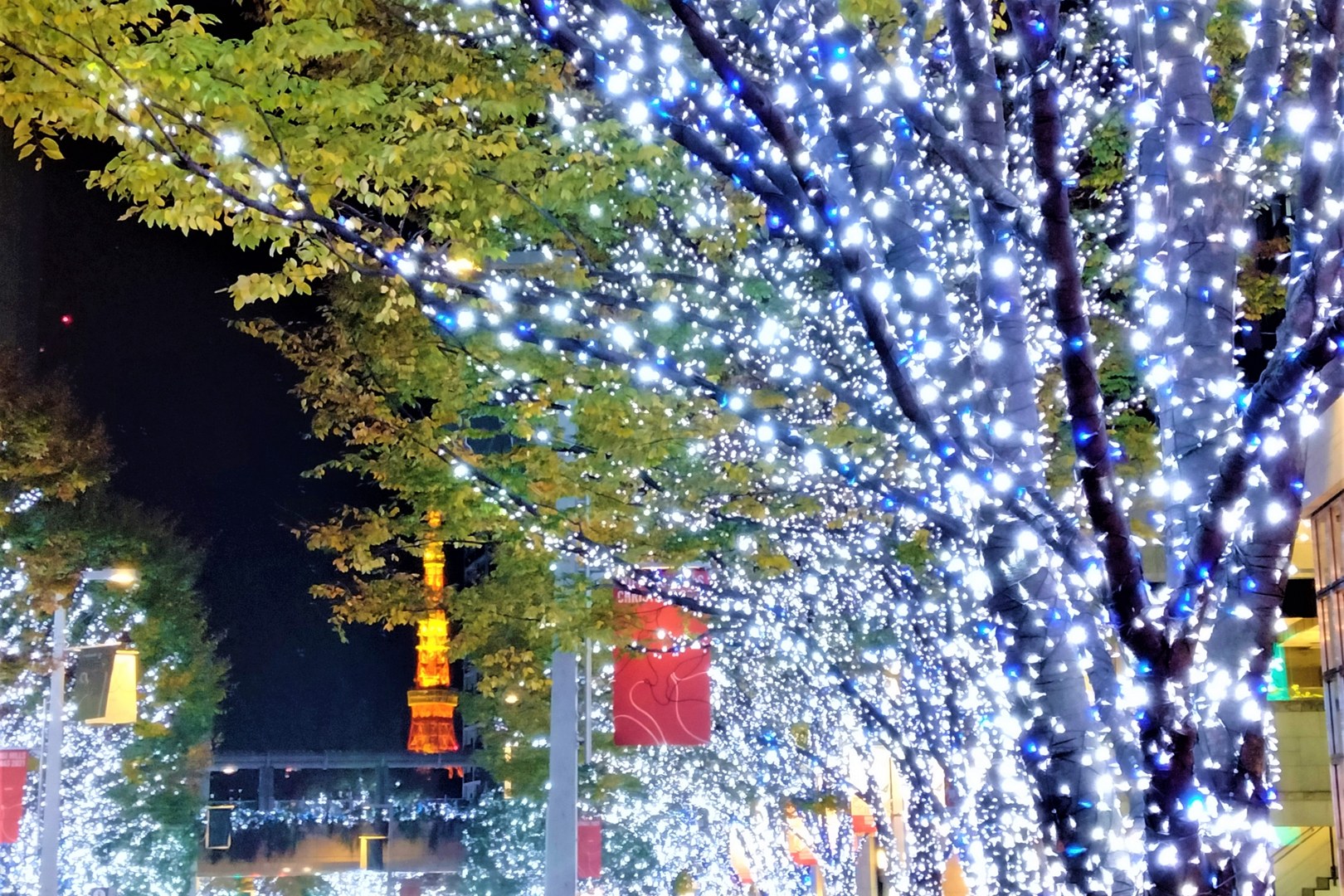 https://rawjpn.storager.download/xlarge/126/illumi2_keyaki_close_89a4d8514c.jpg