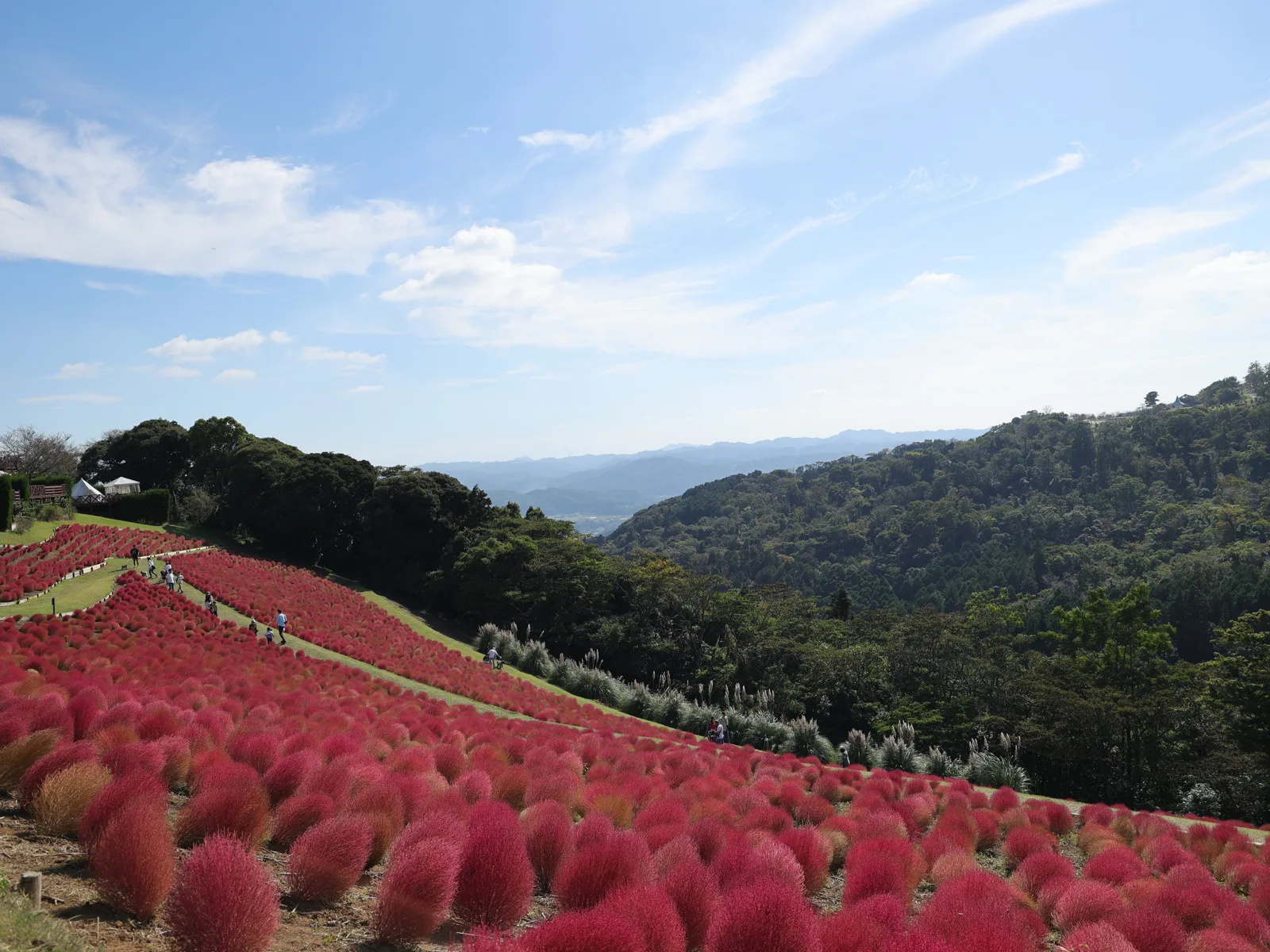 マザー牧場のコキアが最盛期。紅葉から黄金色へ、秋の斜面を歩く | RAW