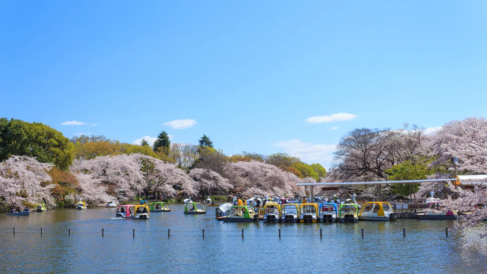 井の頭恩賜公園.jpg